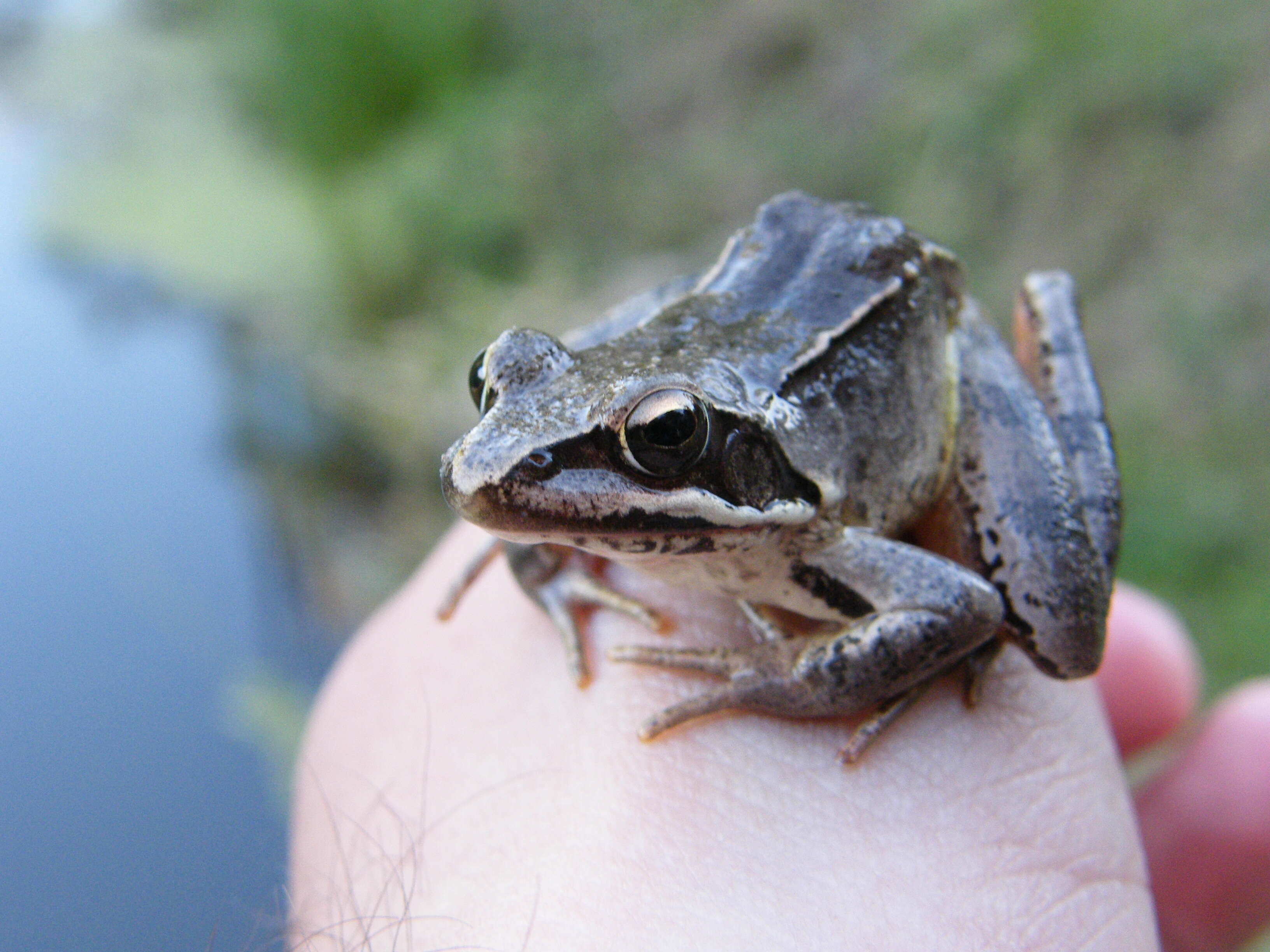 Image of Altai Brown Frog (Altai Mountains Populations)