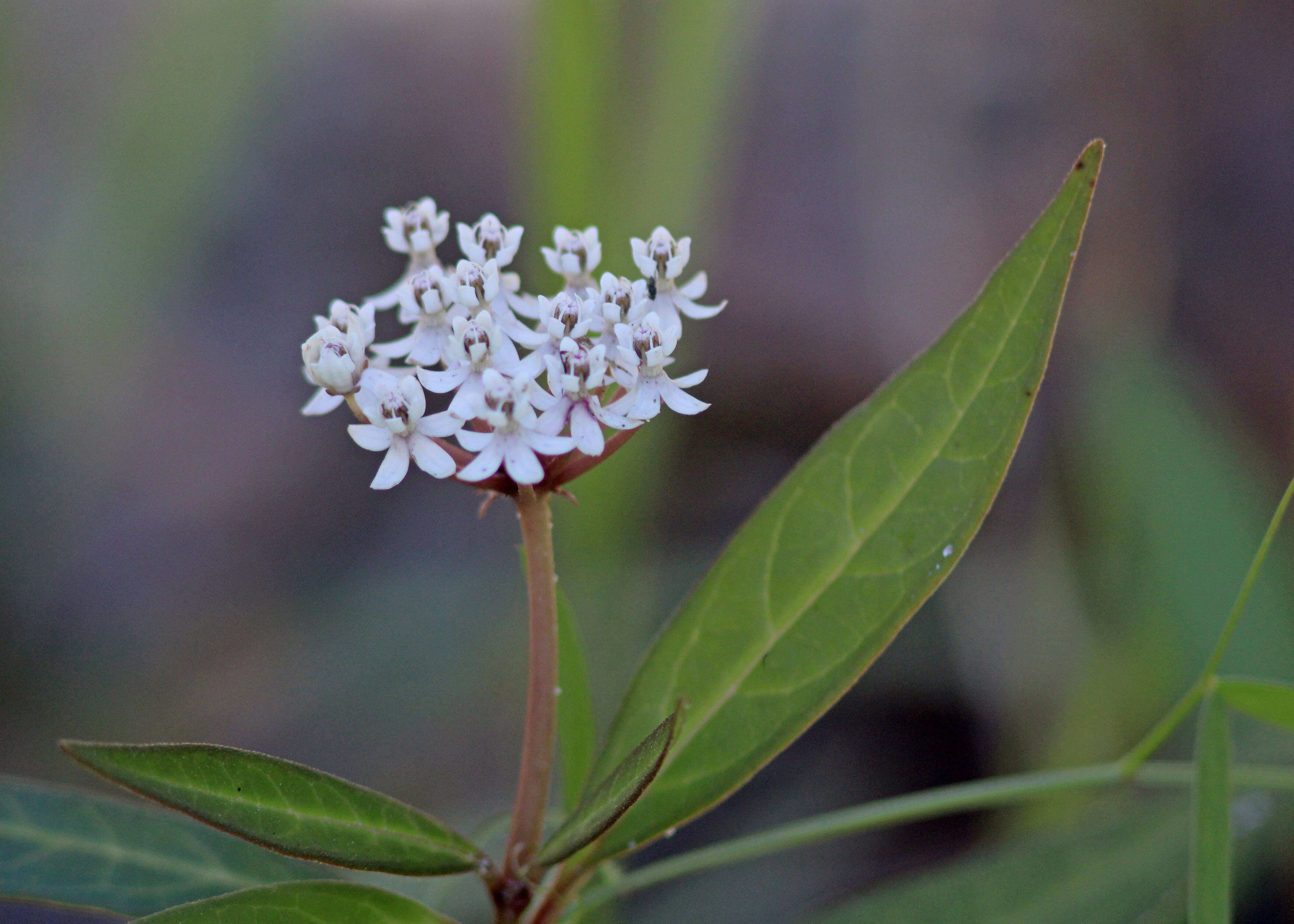 Image of aquatic milkweed