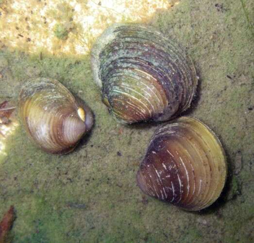 Image of Golden Freshwater Clam