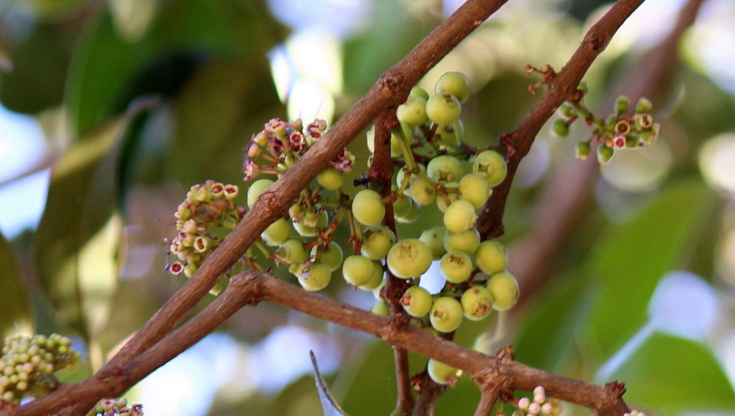 Image of Memecylon umbellatum Burm. fil.