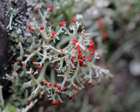 Image of cup lichen