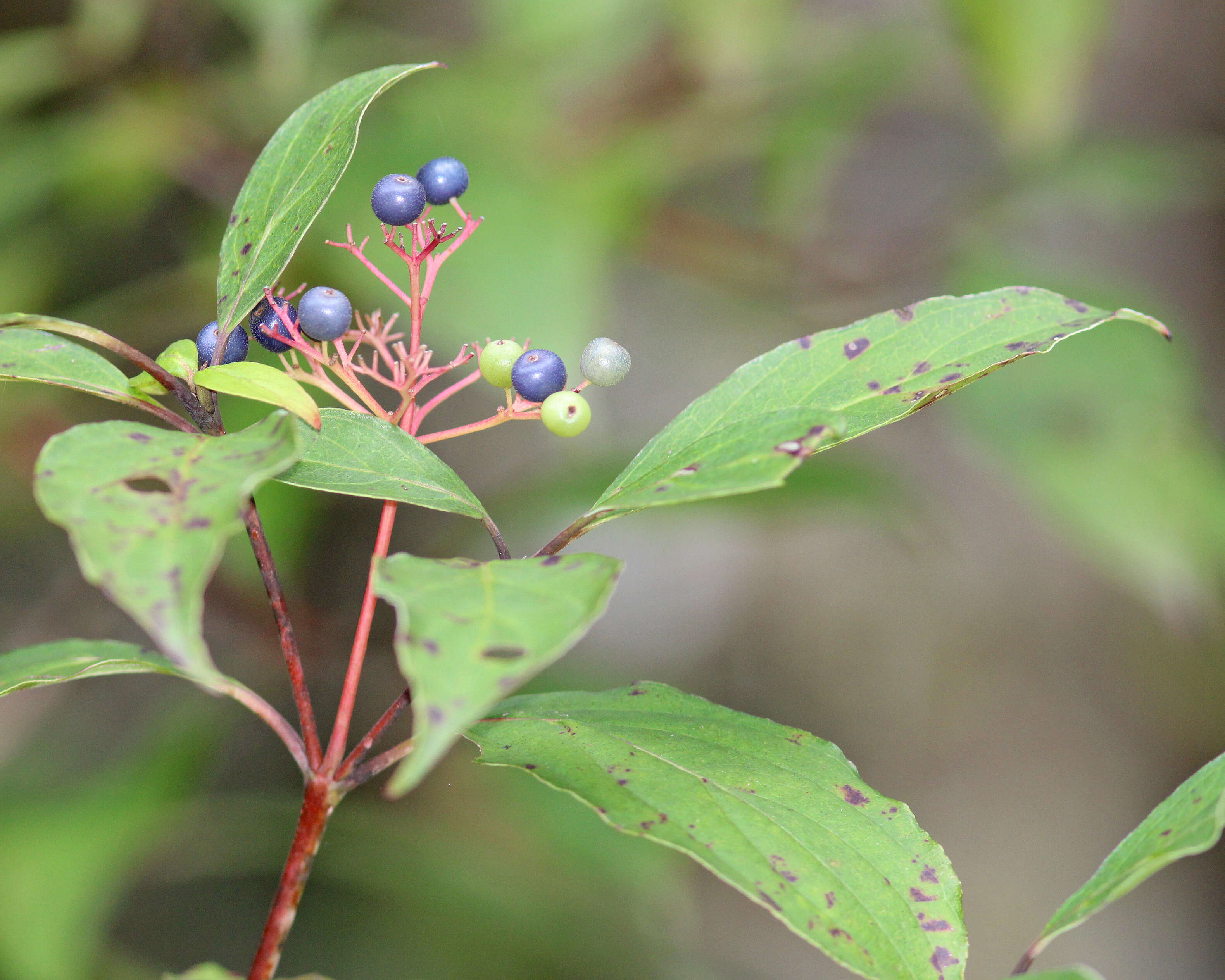 Image de Cornus foemina Mill.