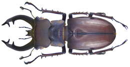 Lucanus fryi Boileau 1911的圖片