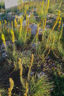 Image of yellow asphodel