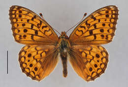 Imagem de Fabriciana niobe Linnaeus 1761