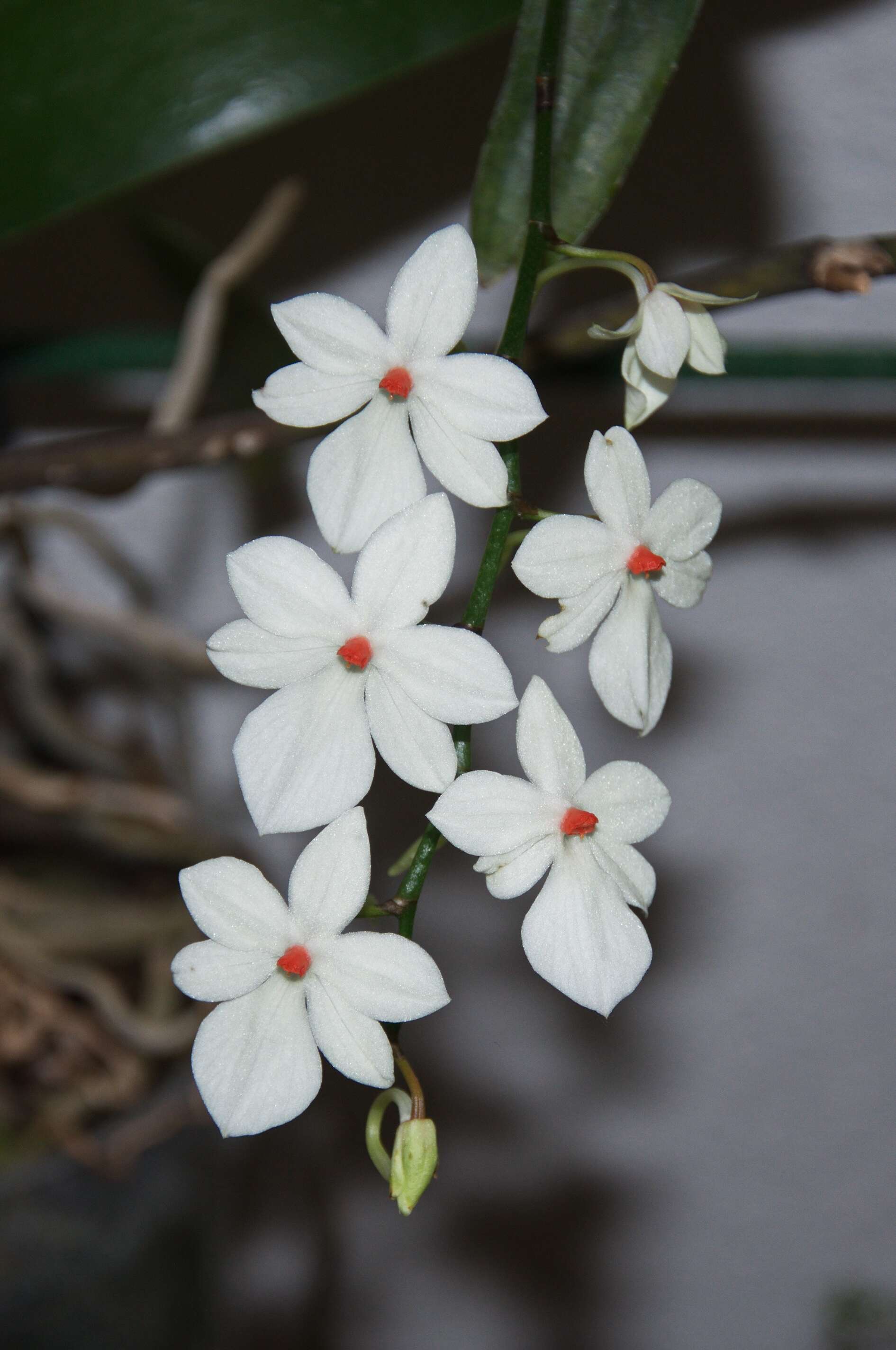 Aerangis luteoalba var. rhodosticta (Kraenzl.) J. Stewart resmi