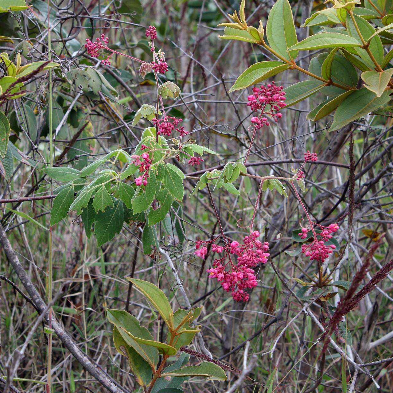 Image de Serjania velutina Cambess.