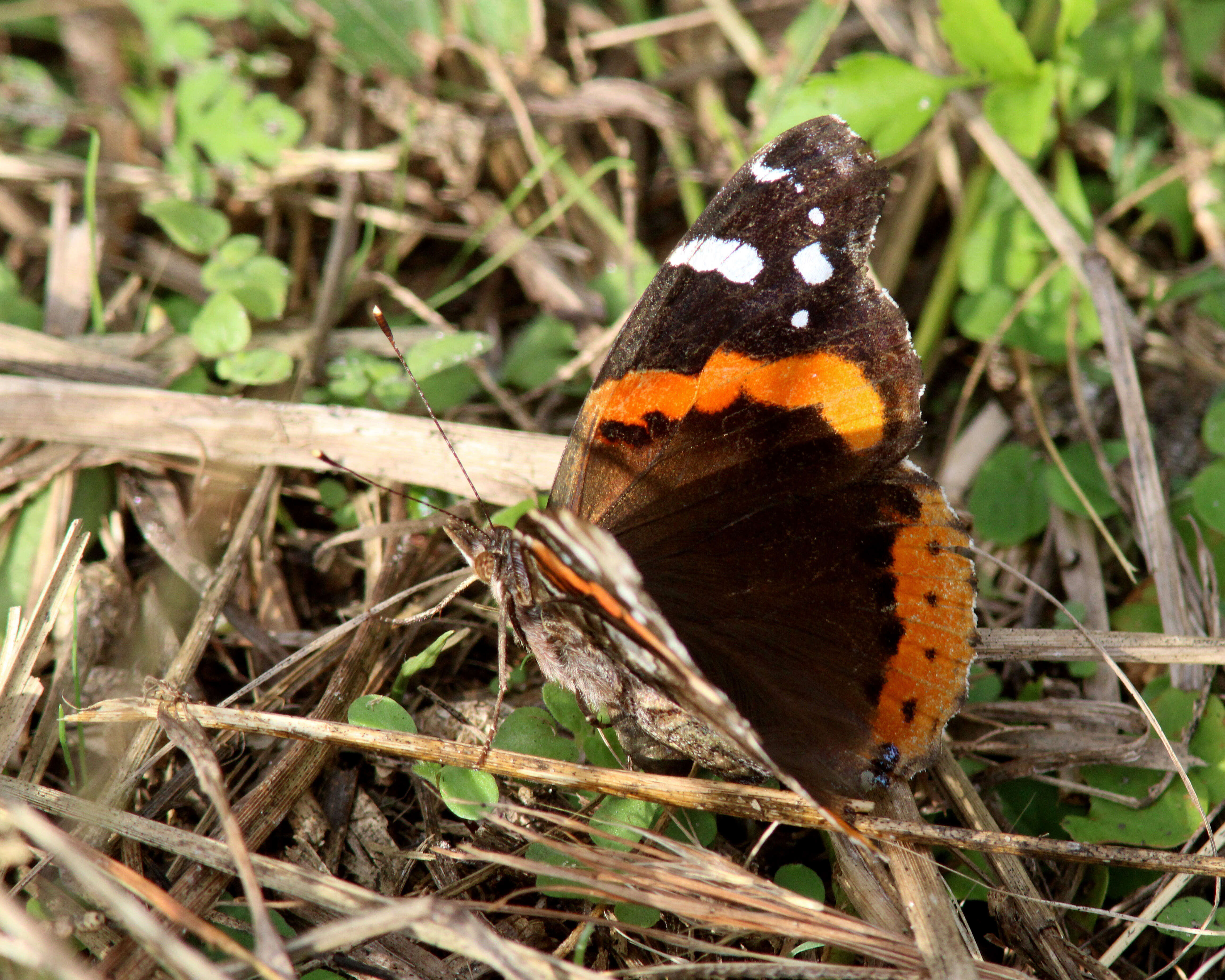 Image of Red Admiral