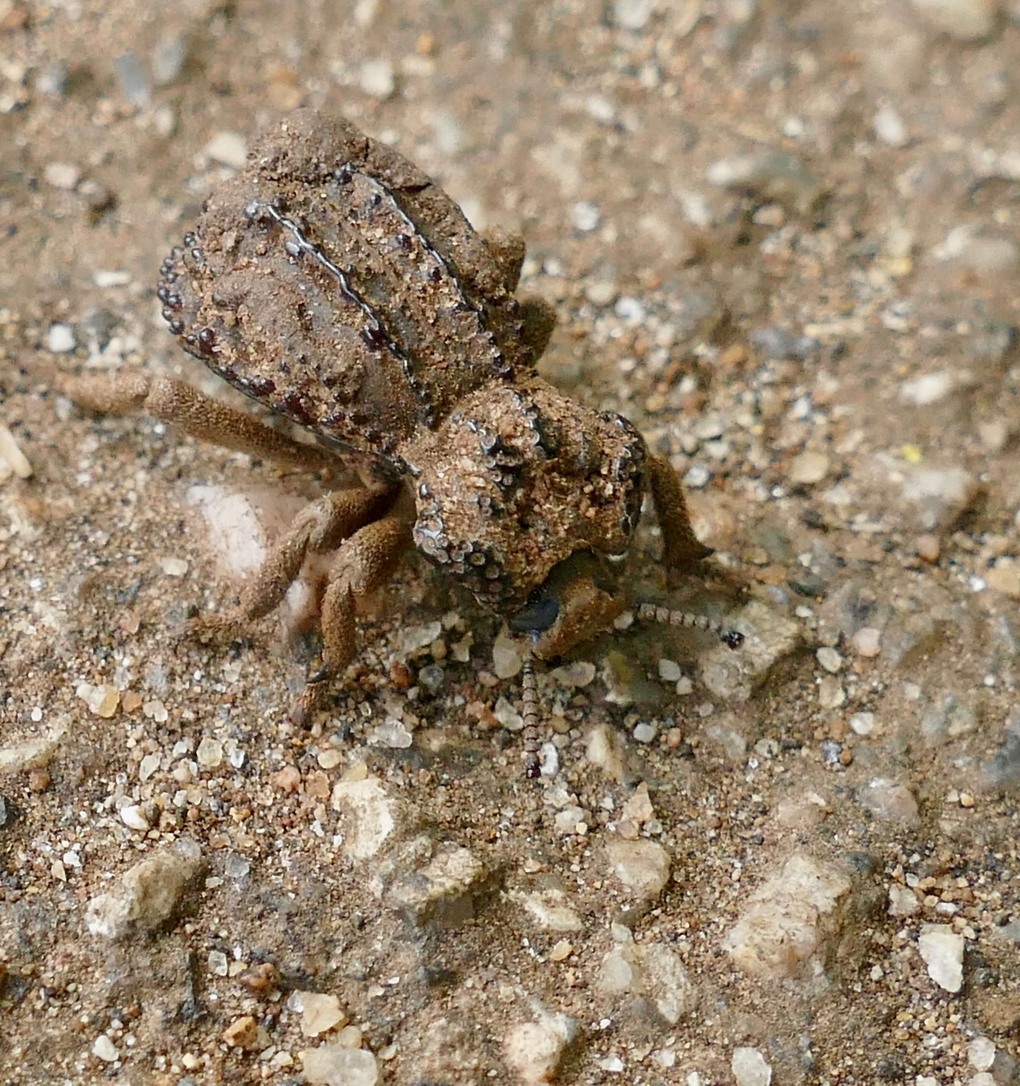 Image of Amachla sulcicollis