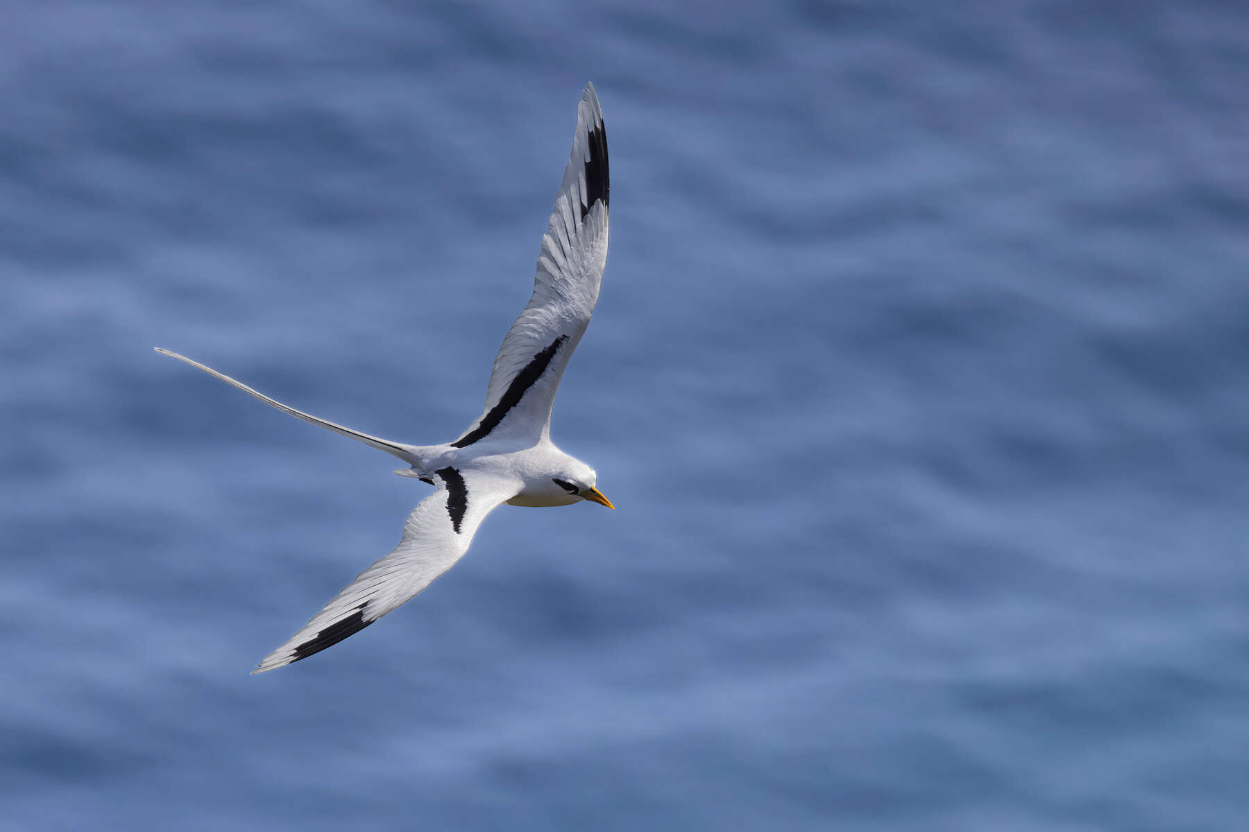 Image of White-tailed Tropicbird