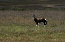 صورة <i>Damaliscus pygargus dorcas</i>