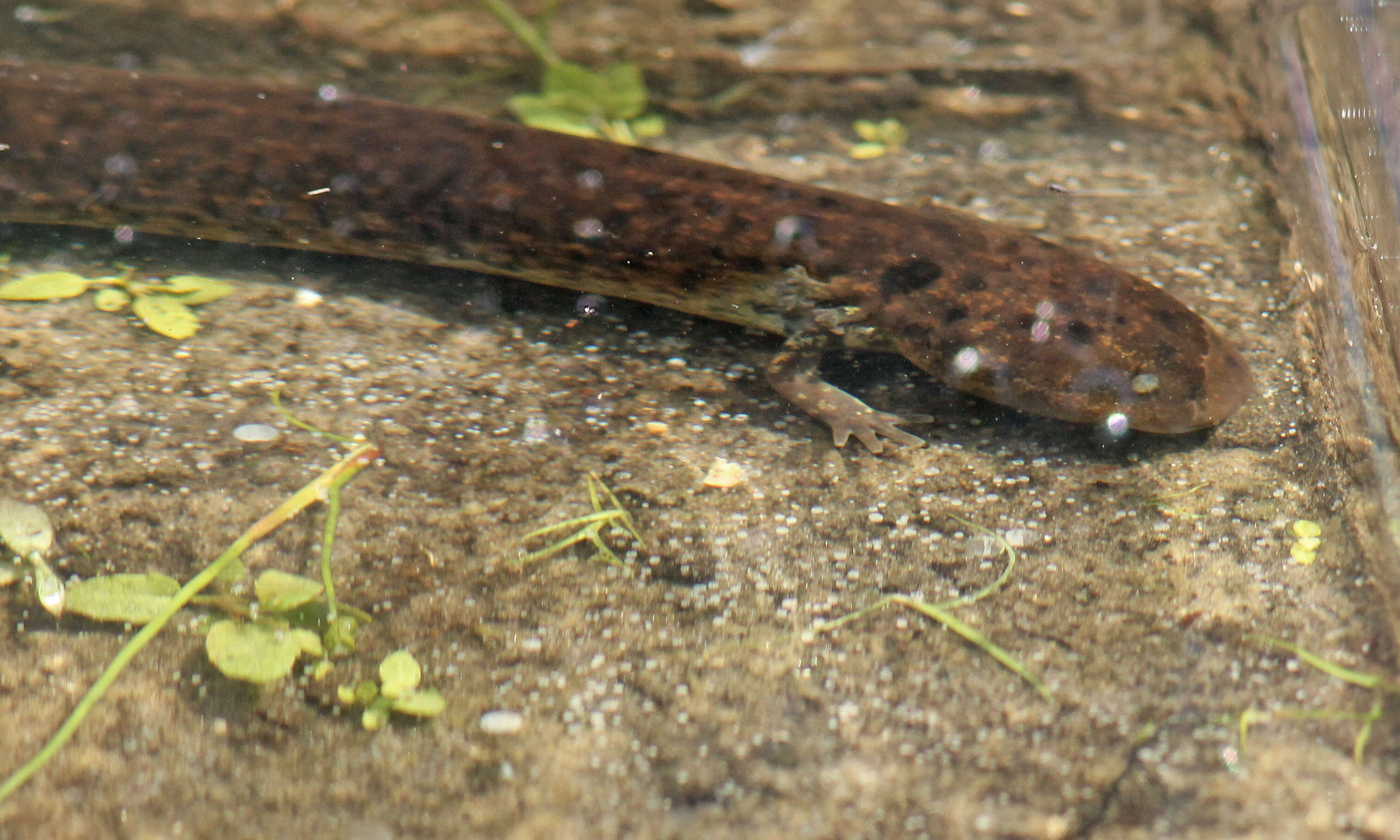 Image of Dwarf Siren