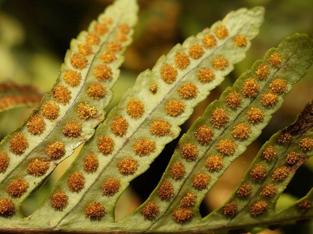 Polypodium cambricum L.的圖片