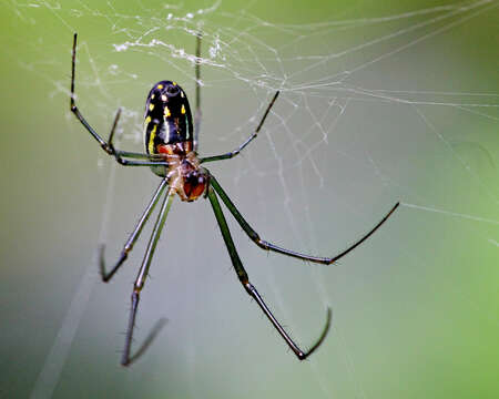 Image of Leucauge argyra (Walckenaer 1841)