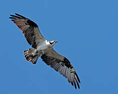 Image of ospreys