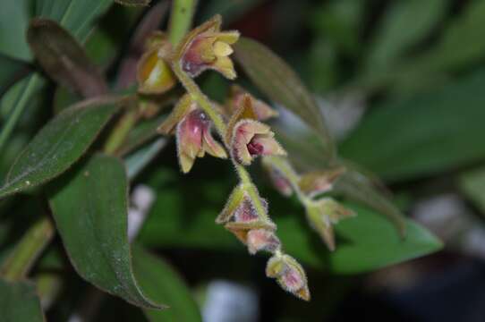 Trichotosia pulvinata (Lindl.) Kraenzl.的圖片