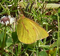 Image of Colias dimera Doubleday 1847