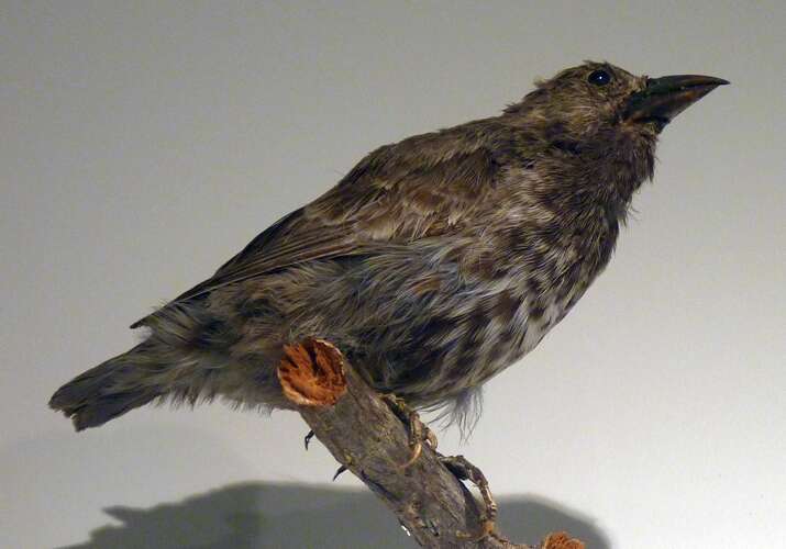 Image of Medium Ground Finch