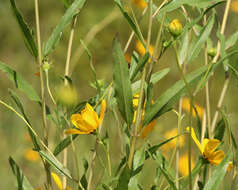 Image of prairie sunflower