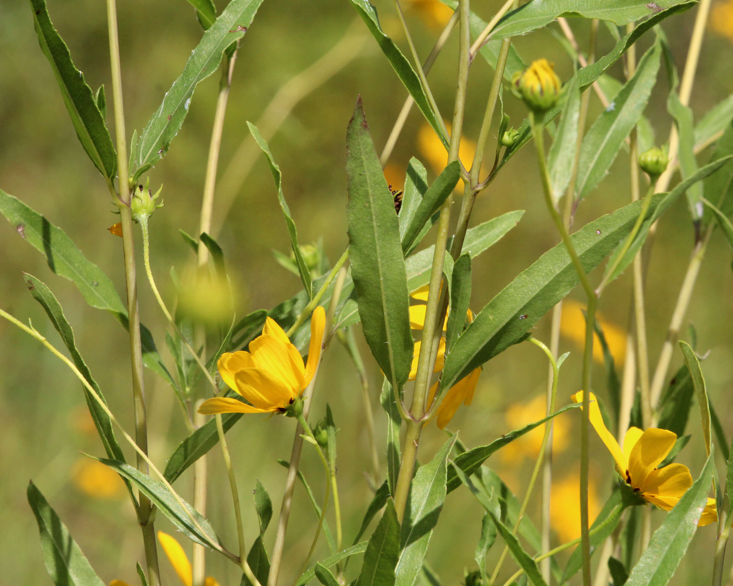 Image of prairie sunflower