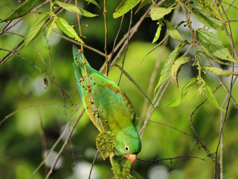 Image of Orange-chinned Parakeet