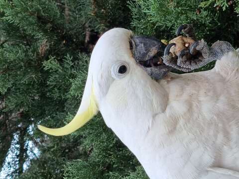 Image of Sulphur-crested Cockatoo