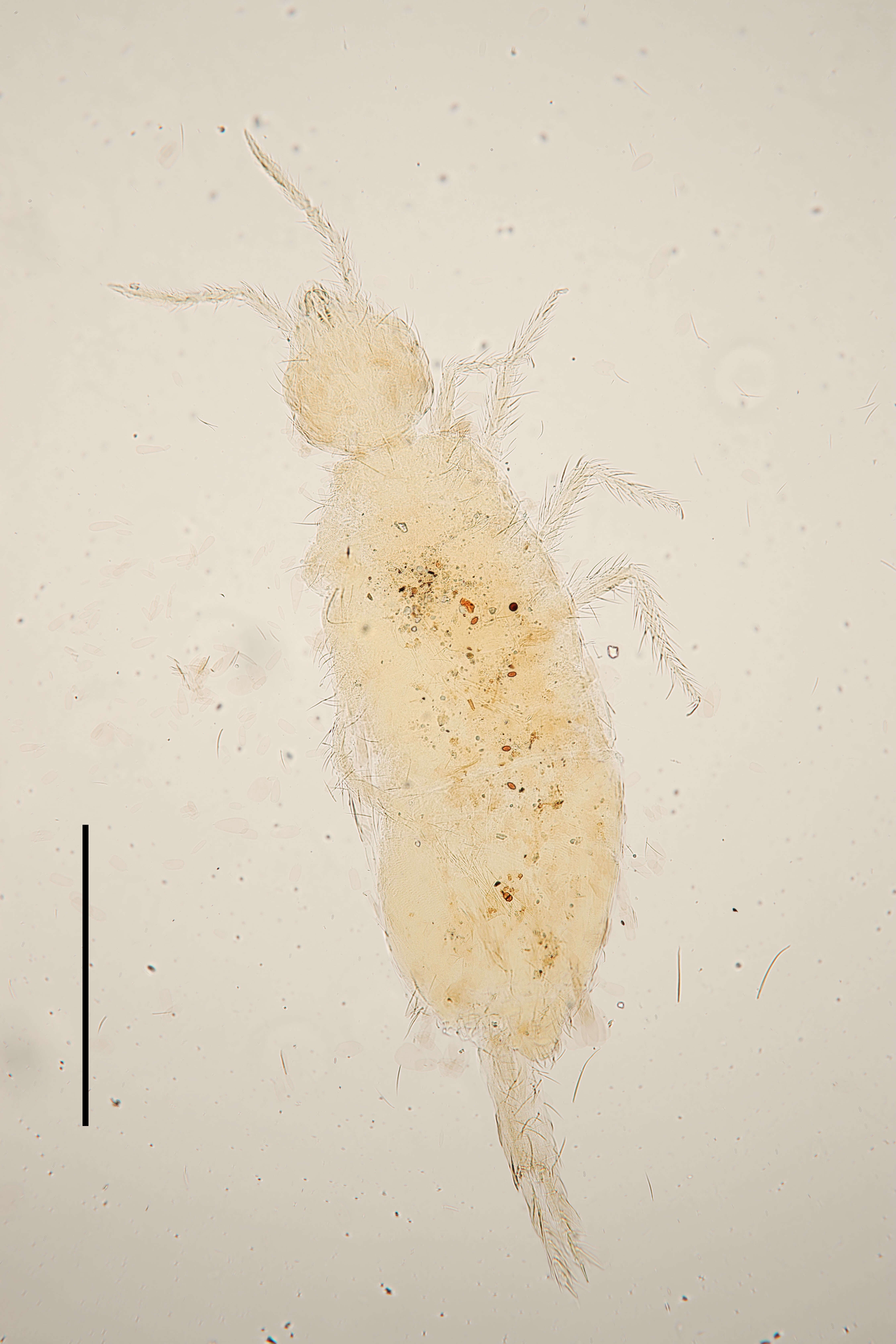 Image of Cyphoderus trinervoides Paclt 1965