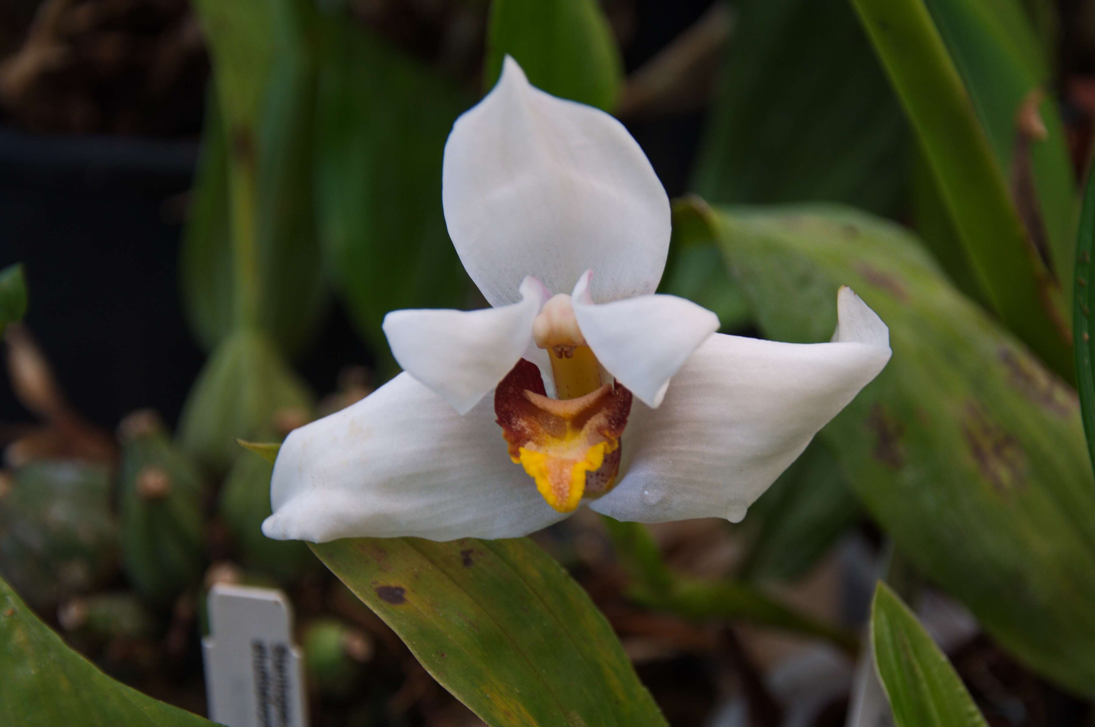 Image of Maxillaria lehmannii Rchb. fil.