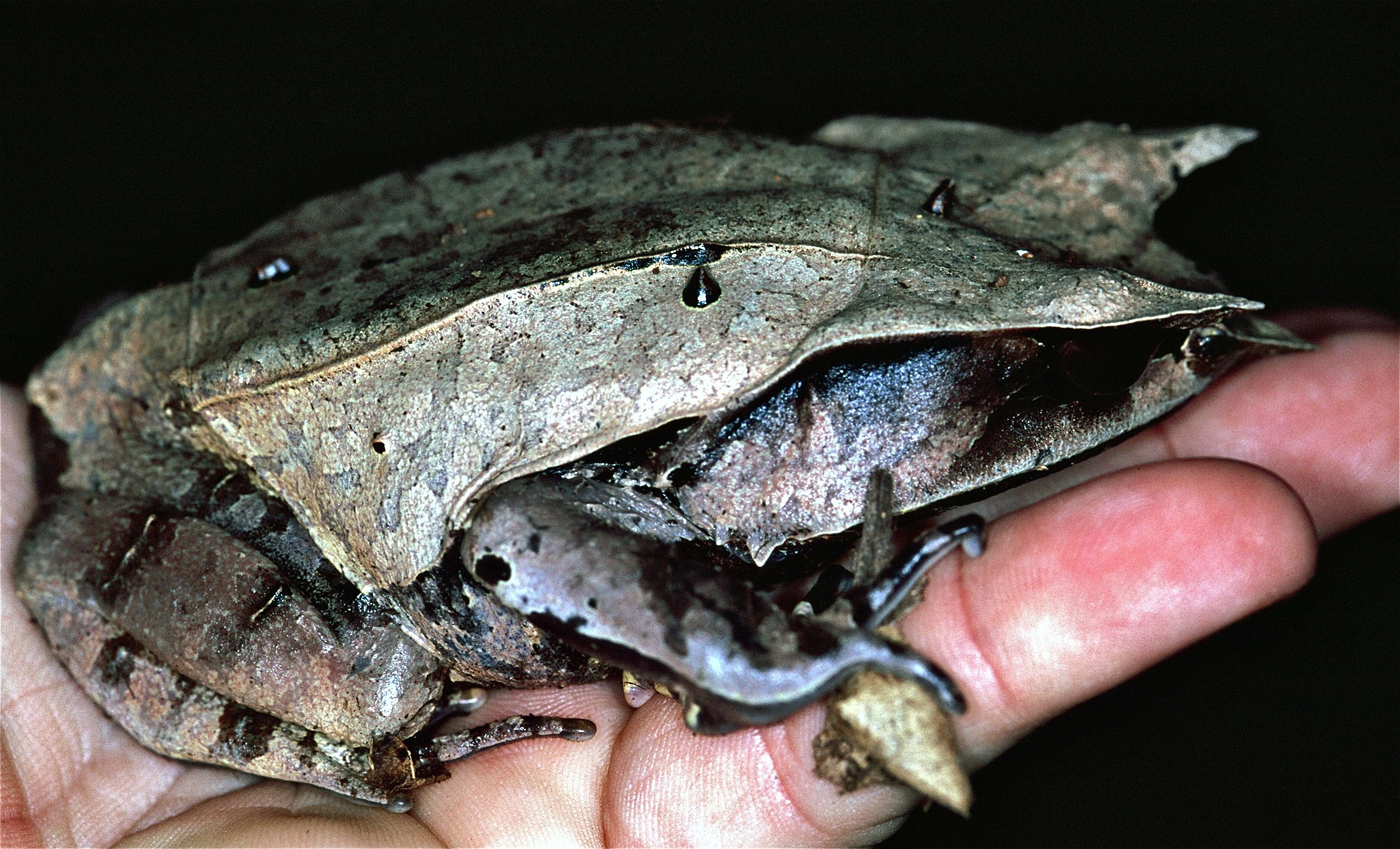 Image de Megophrys nasuta (Schlegel 1858)