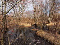 Image of European alder