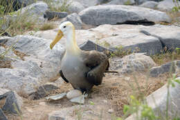 Image of Waved Albatross