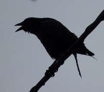 Image of American Crow