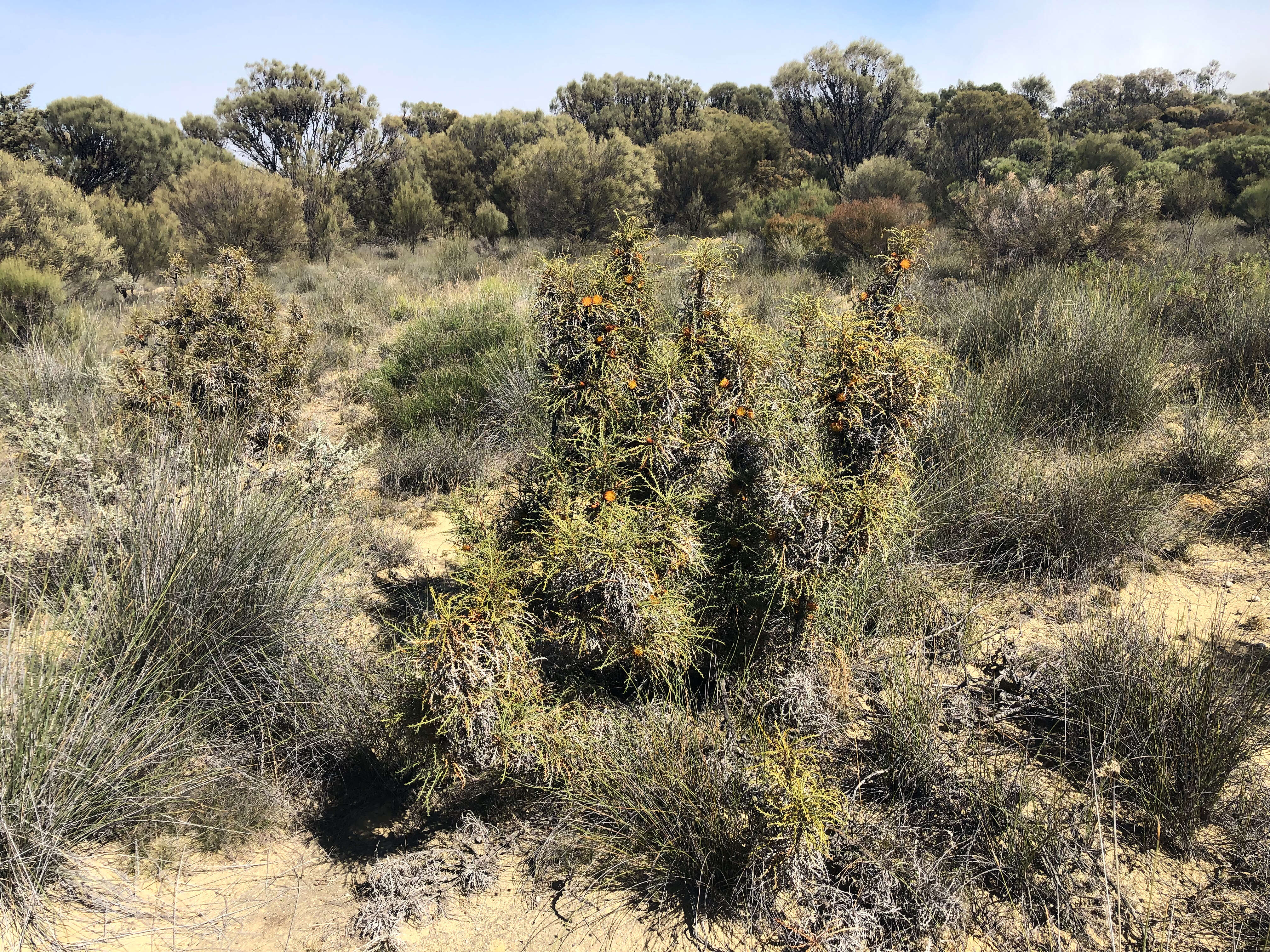 Imagem de Banksia horrida (Meissn.) A. R. Mast & K. R. Thiele