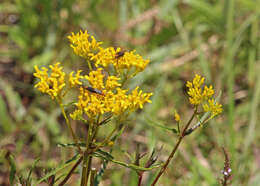 Image of narrowleaf yellowtops