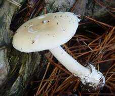 Image of gemmed Amanita