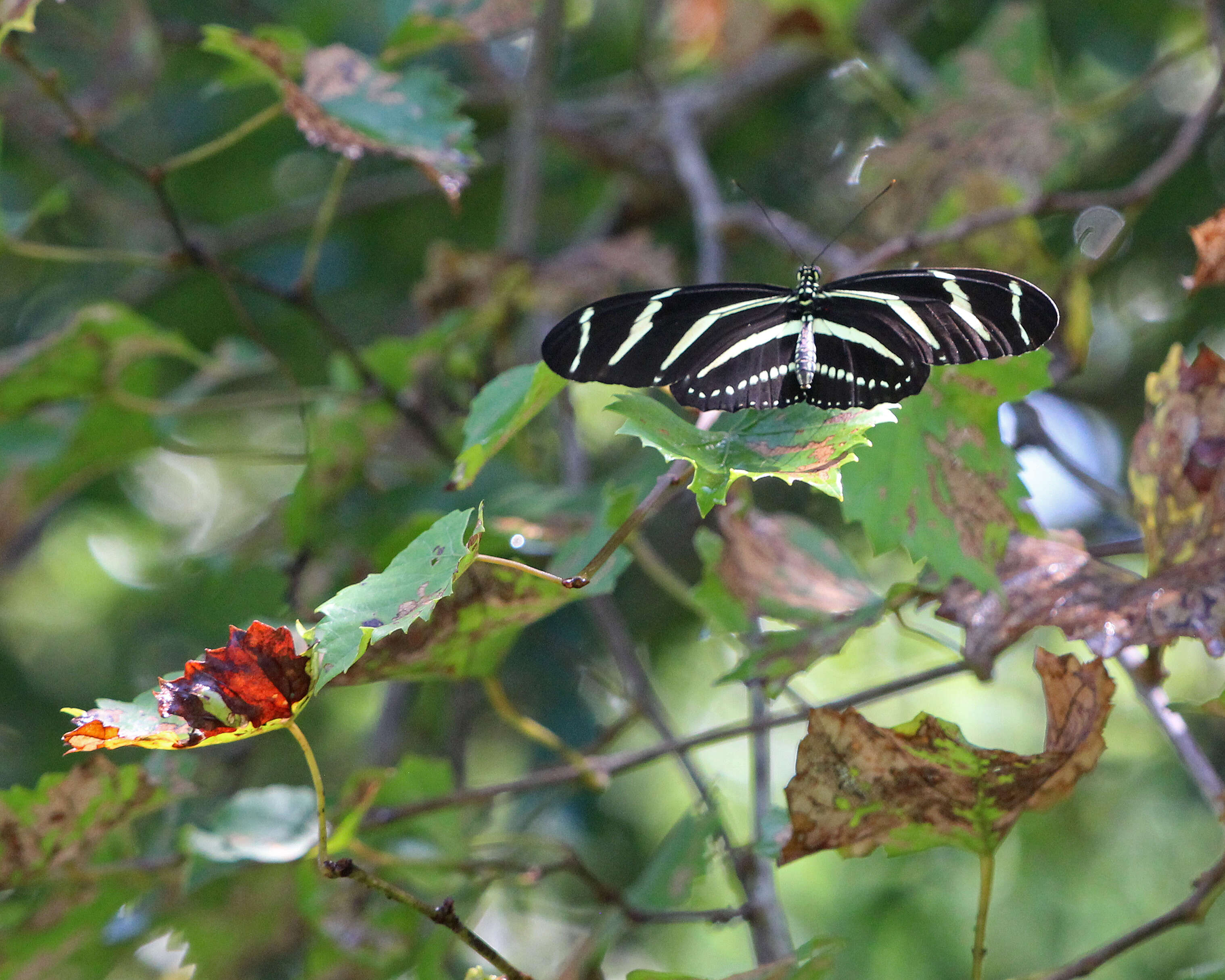 Heliconius charithonia Linnaeus 1767的圖片