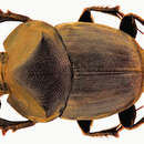 Image of Onthophagus (Phanaeomorphus) fodiens Waterhouse 1875