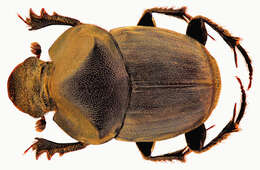 Image of Onthophagus (Phanaeomorphus) fodiens Waterhouse 1875