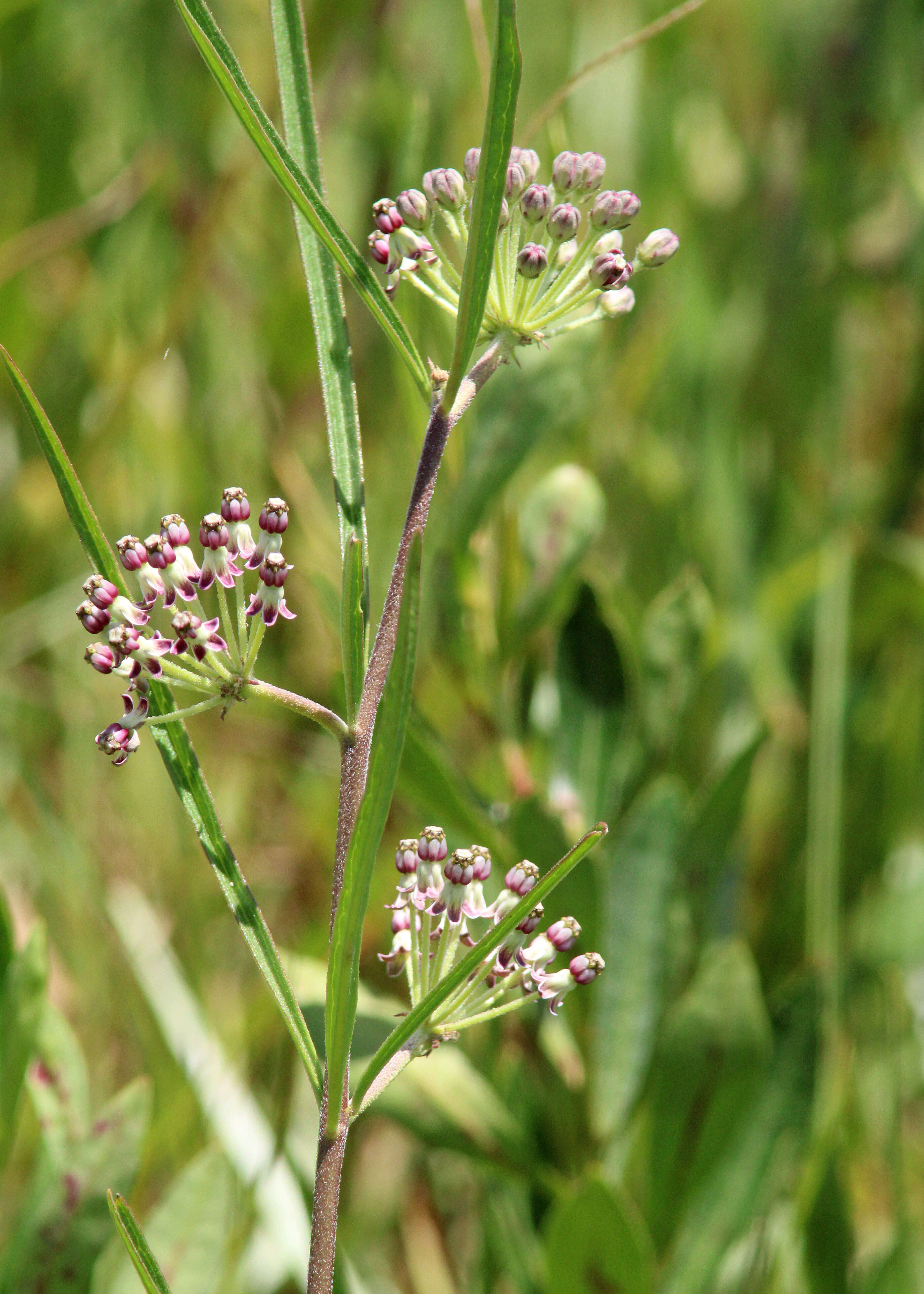 Imagem de Asclepias longifolia Michx.