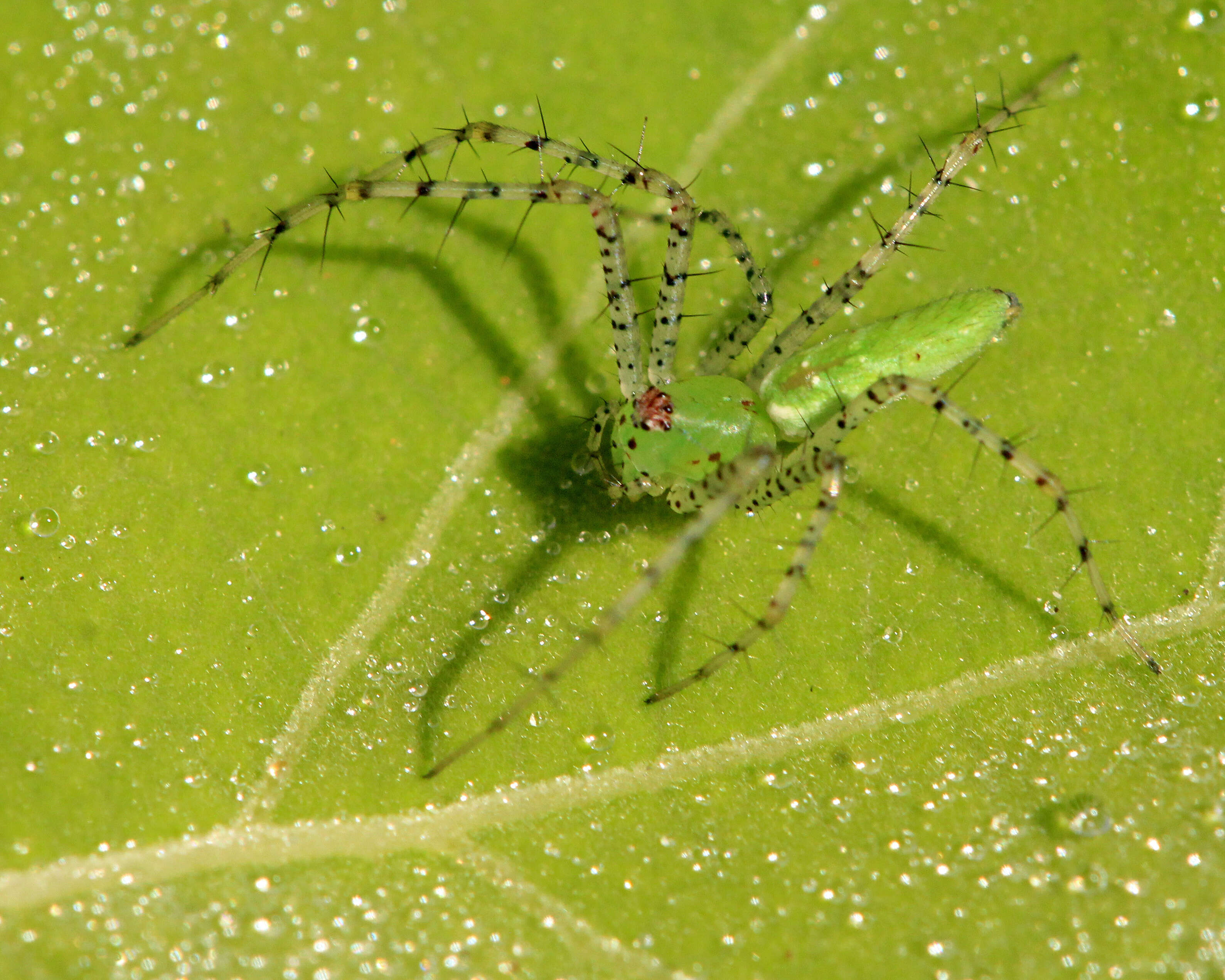 Image of Peucetia