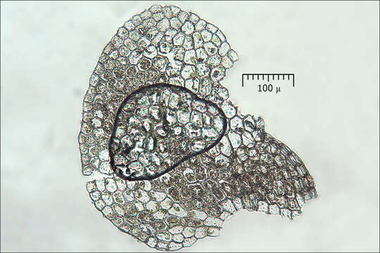 Image of Lejeunea cavifolia (Ehrh.) Lindb.