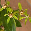 Image of Coelogyne zurowetzii Carr