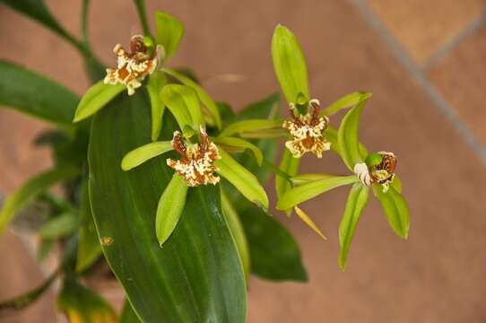 Image of Coelogyne zurowetzii Carr