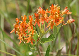 Image of butterfly milkweed