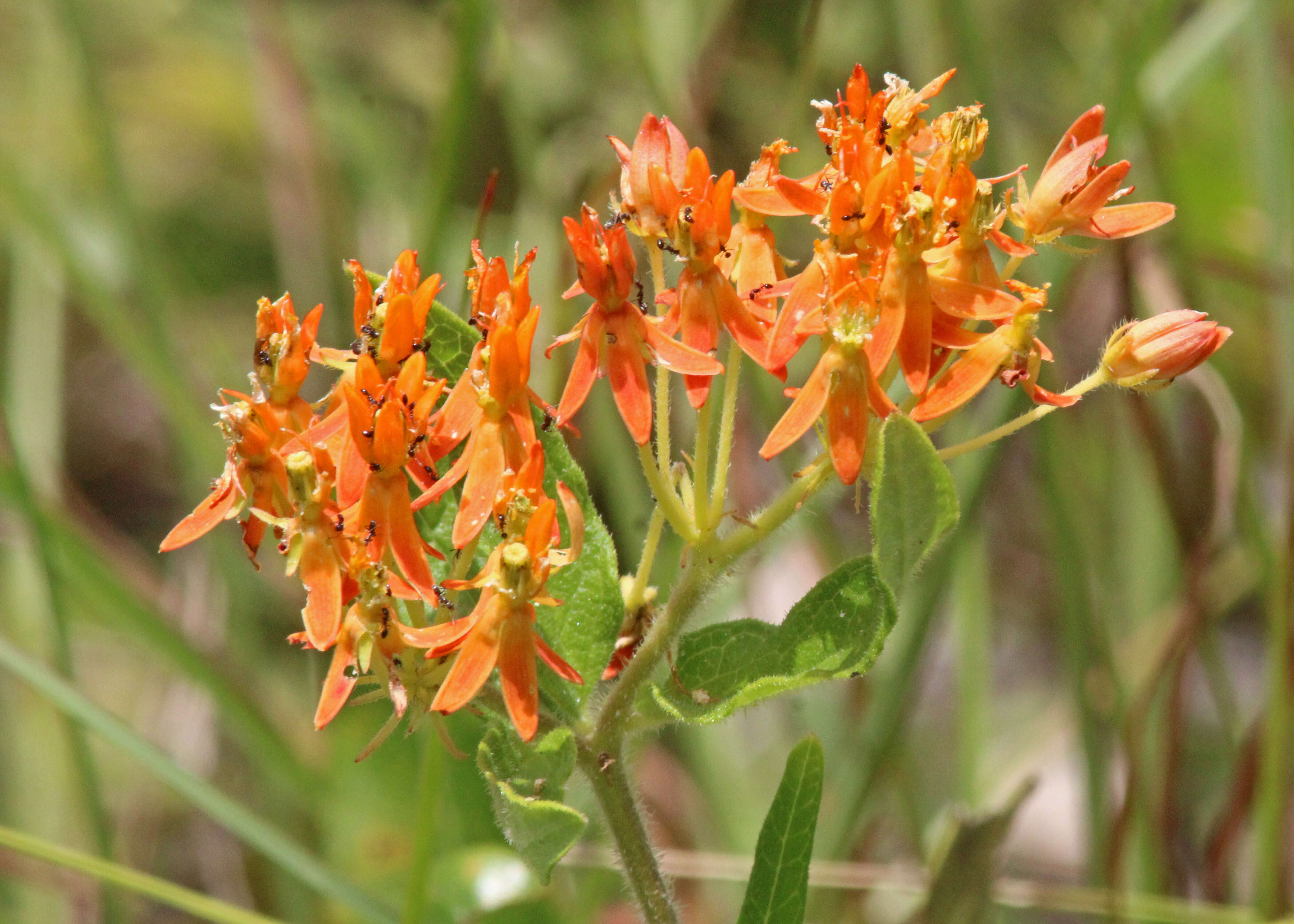 Image of butterfly milkweed