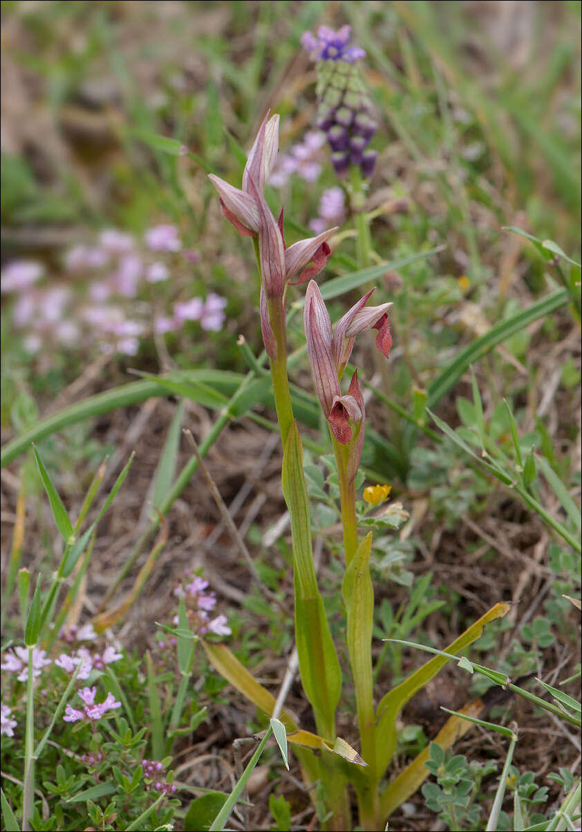 Image of Small-flowered serapias