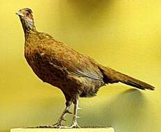 Image of Red Spurfowl