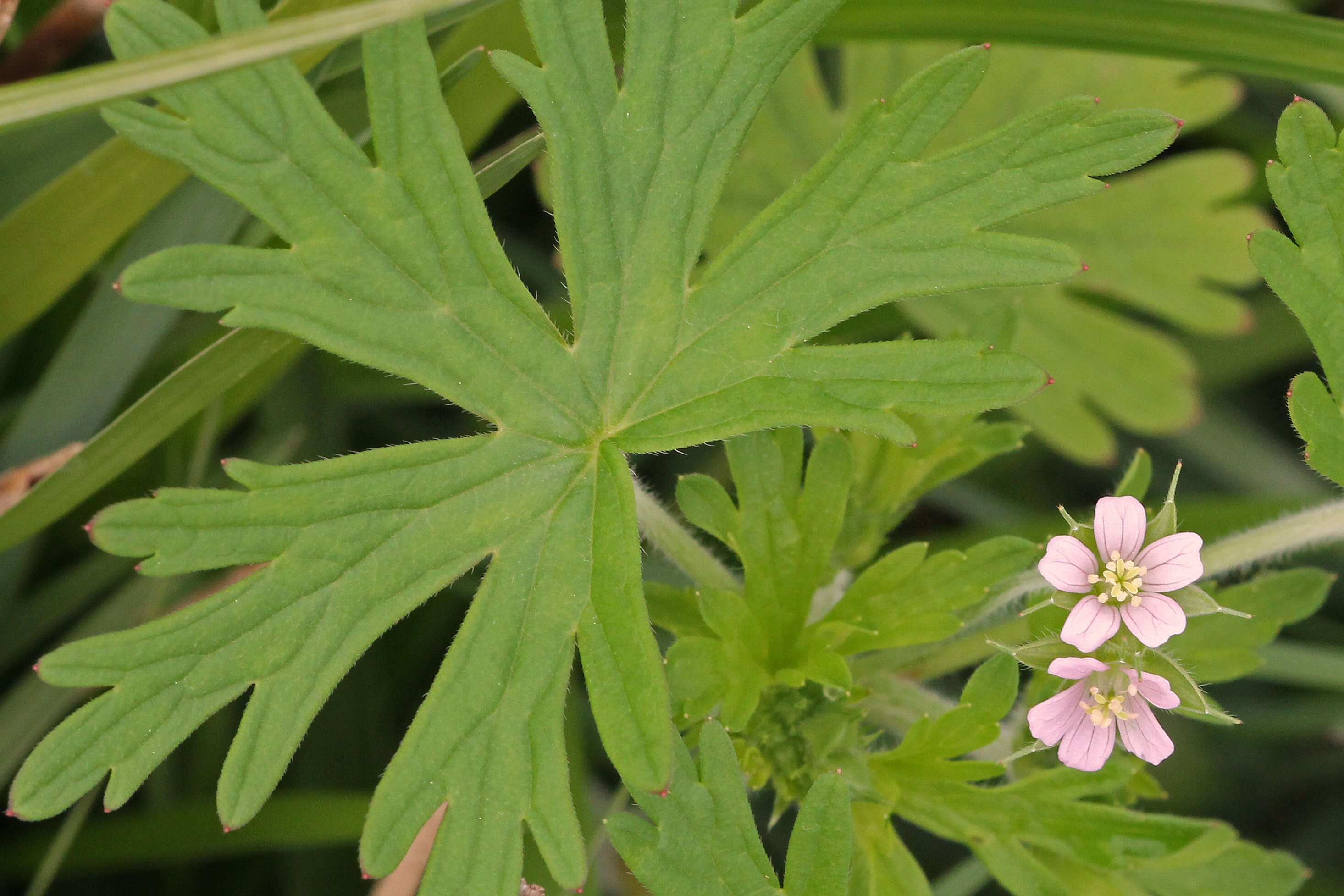 Imagem de Geranium carolinianum L.