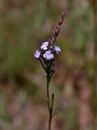 Image of Buchnera rosea Kunth