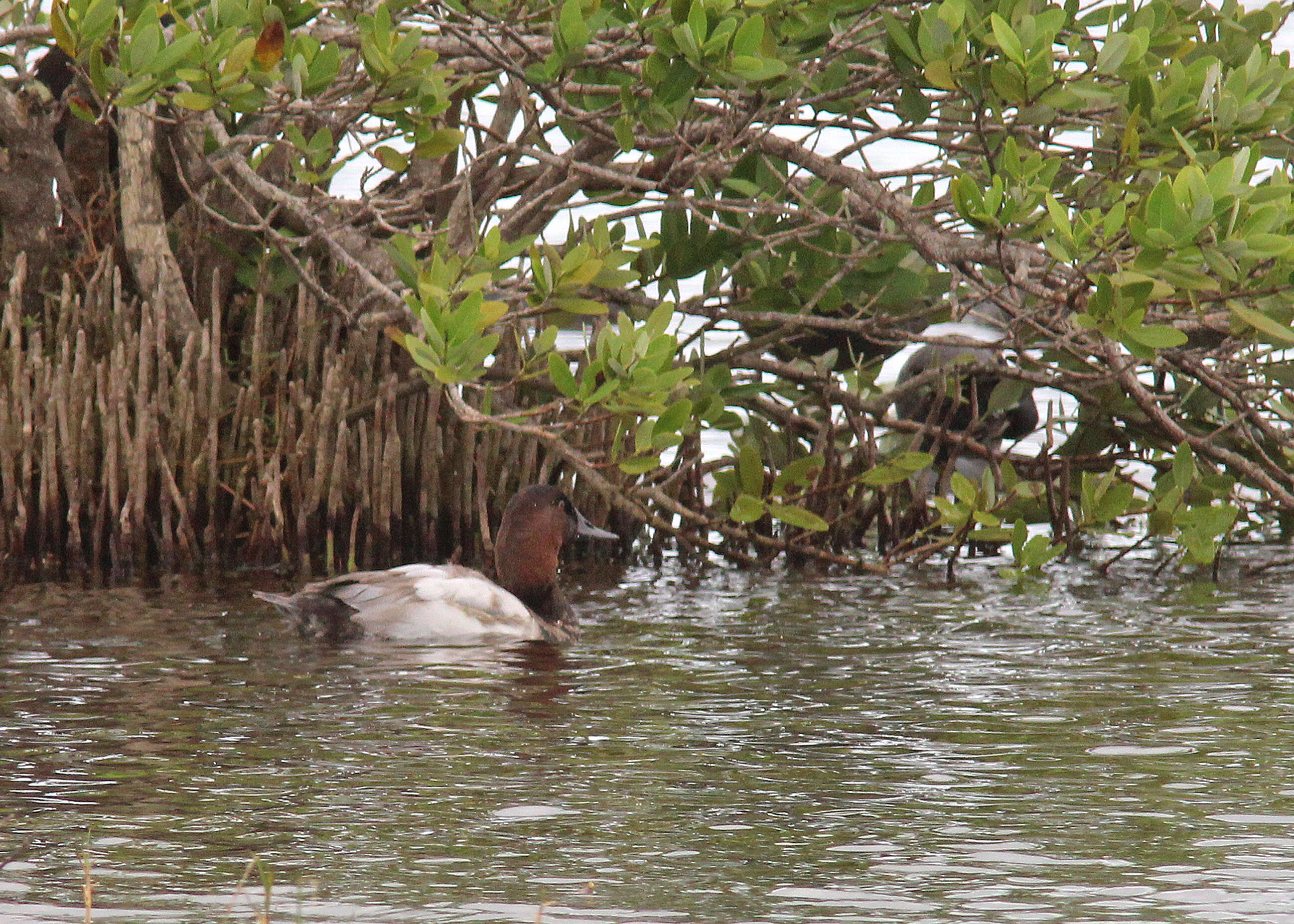 Image of Canvasback